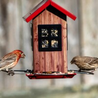 Backyard Birding
