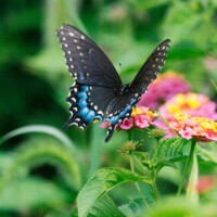 Blooming Butterflies