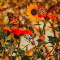Butterfly Garden