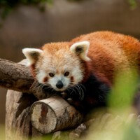 Children’s Zoo