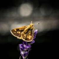 Night Moth Walk