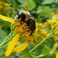 Pollinator Watch