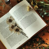 Pressed Flowers