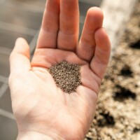 Seed Collection