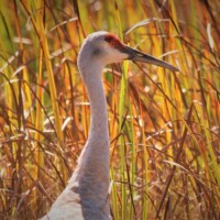 See Some Cranes!